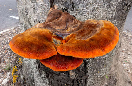 Brown and orange fungus growing out of the side of a tree