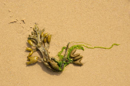 Small piece of seaweed on a compacted sand beach