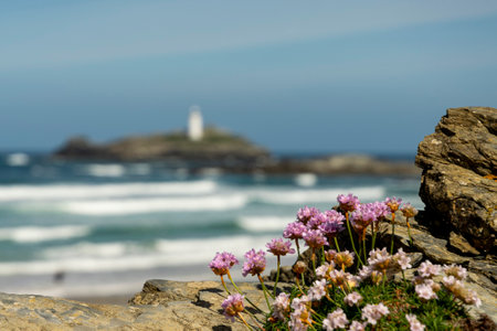 Armeria Maritima pink sea thrift flowers also known as sea pink against a shallow depth of field Cornish coastal backgroundの写真素材