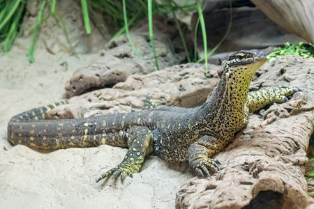 Monitor lizard full length in natural surroundings