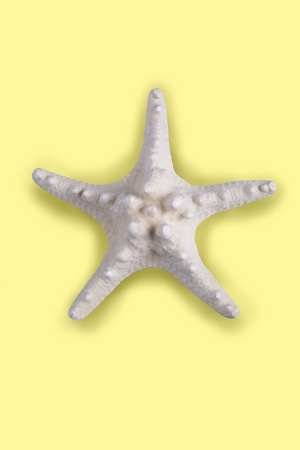 Starfishの写真素材
