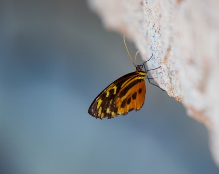 Yellow tiger longwing (Heliconius ismenius) perched on rockの写真素材
