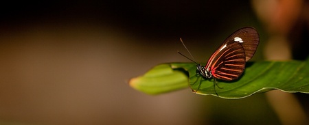 A Red Postman Butterfly (Heliconius Erato Lativitta) perching on a leafの写真素材