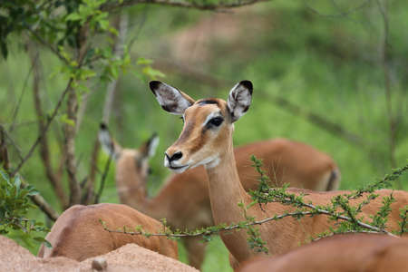 A female Impala in a small group looking at cameraの写真素材