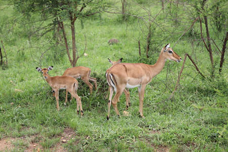 Small group of female Impalas grazing on thorn bushesの写真素材