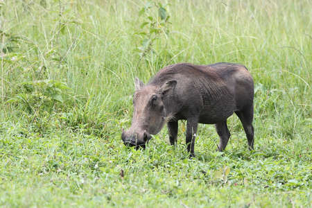 A Warthog grazing in a clearing in Ugandaの写真素材