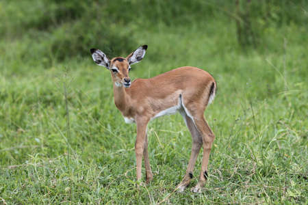 Young Impala standing alone in savannah grassの写真素材
