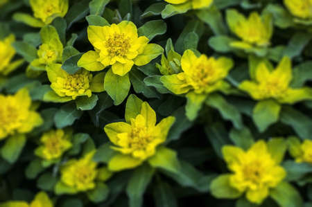A green bush with yellow flowering headsの写真素材