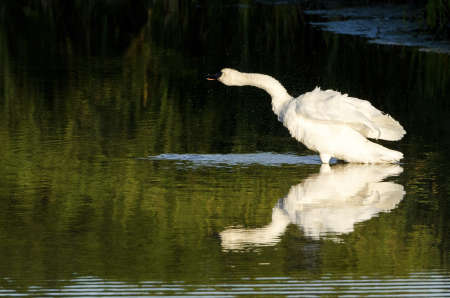 A swan shaking off water while standing in a shollow area.の写真素材