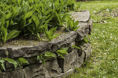 A stone walled flower box being defeated by lily of the valleyの写真素材
