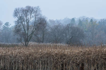 A marshy area at early light with a fog in the distance.の写真素材