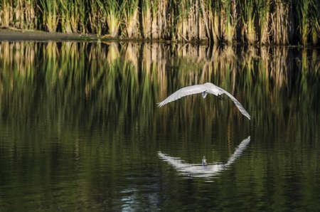 An white egret arching its wings over calm water の写真素材
