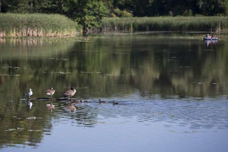 Fowl in forground and people in a small water craft at a distance の写真素材