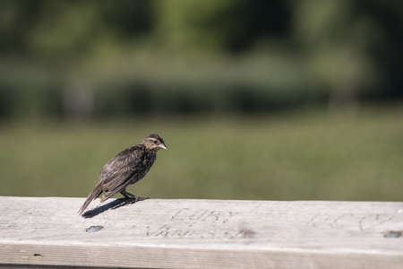 A small friendly bird standing on a wooden fence rail looking curiously at the carvings の写真素材