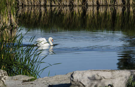 A white muted swan swimming in a marsh by rocks の写真素材