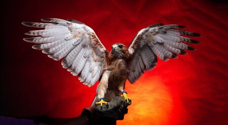 Birds of Prey - Aplomado Falcon Buzzard