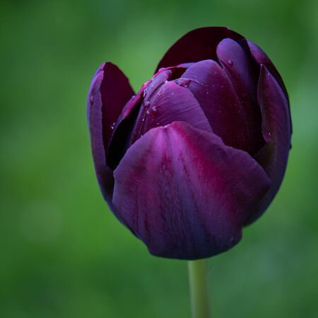 Wet Early Morning on a solitary Tulipの写真素材