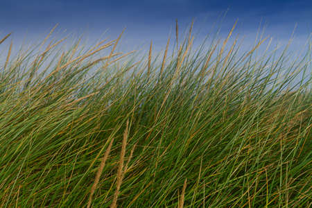 The gentle breeze through grass in the dunes at Holkam Beachの写真素材