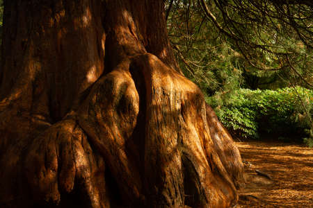 The Giant Sequoia tree in Sheffield Park in Autumn Fall    3091の写真素材