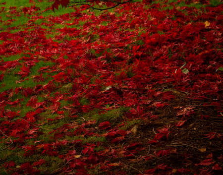A blanket of Acer leaves in Sheffield Park in Autumn Fall     3037の写真素材