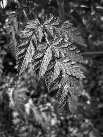 Leaves in Woodlandsの写真素材