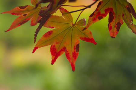 Glorius leaf colours in Sheffield Park in Autumnの写真素材