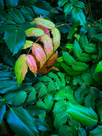 Contrasting leaves in early Autumnの写真素材