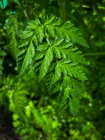 Leaves in Woodlandsの写真素材