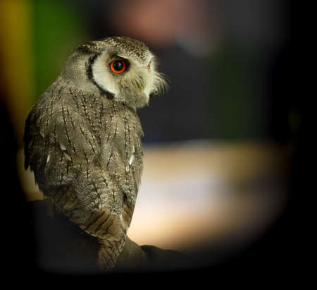 Birds of Prey at Willows, Coolingsの写真素材