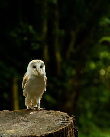 Birds of Prey at Willows, Coolingsの写真素材