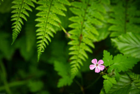 A beautiful solitary wild geranium growing amongst the mass of deep green fernsの写真素材