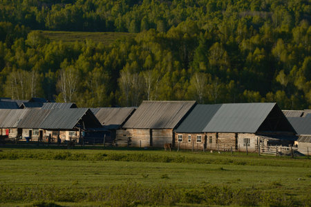 In the quiet Hemu Village near Kanas Scenic Area in Xinjiang, China, there are wooden huts lying on the quiet grassland.の写真素材