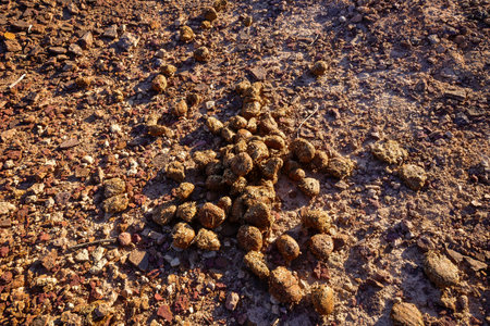 Fresh sheep manure in the barren desert of Xinjiang has lost its temperature and humidityの写真素材