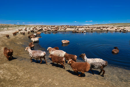 A group of sheep and horses in the Jungar Basin, Xinjiang, are drinking water around a clear pond, grazing on the surrounding grass, enjoying the warm sunshine in summerの写真素材