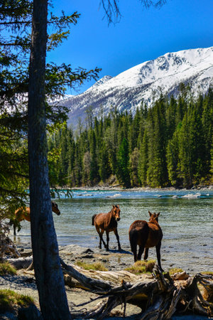 Kanas Lake is a scenic lake with crystal-clear water and stunning scenery. With surrounding mountains and forests that change colors throughout the seasons.の写真素材