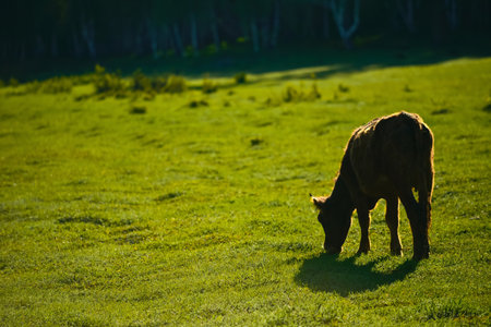 Hemu Village is one of the three extinct Tuva villages in China. The superb, beautiful, serene natural scenery has won it Paradise for Photography and A Private Land of Gods.の写真素材