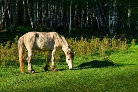 Hemu Village is one of the three extinct Tuva villages in China. The superb, beautiful, serene natural scenery has won it Paradise for Photography and A Private Land of Gods.の写真素材