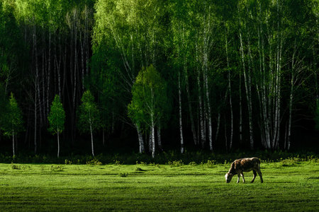 Hemu Village is one of the three extinct Tuva villages in China. The superb, beautiful, serene natural scenery has won it Paradise for Photography and A Private Land of Gods.の写真素材