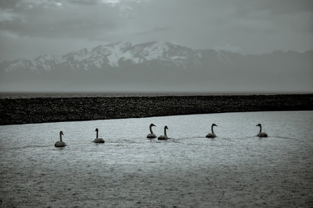 When a pair of swans is seen relaxing in Sailimu Lake, it is a truly breathtaking sight. The calm, blue waters of the lake provide the perfect backdrop for these majestic birds, and their peaceful demeanor adds to the serenity of the scene.の写真素材