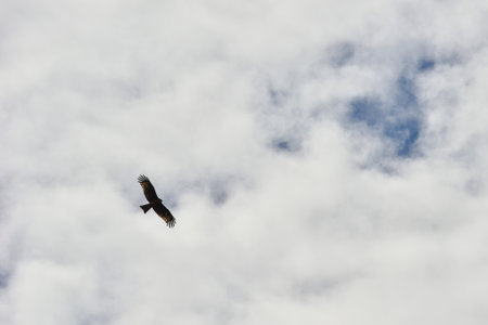 An falcon spreads its wings and circles continuously in the sky of the Kalajun Prairie in Xinjiang