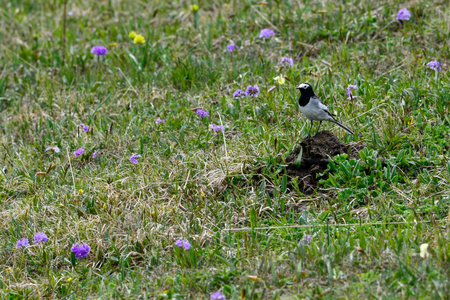 An unknown bird inhabits the Kalajun prairie in Xinjiangの写真素材