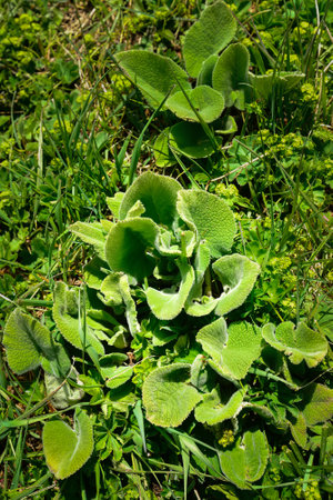 Flowers and plants that can be seen everywhere in the Kalajun prairie in Xinjiang