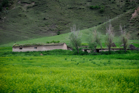 Qiongkushtai in Xinjiang, a small Kazakh village located in the isolated valley of the Tianshan Mountains, has a vast grassland and leisurely horses and sheep.の写真素材