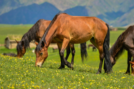 Qiongkushtai in Xinjiang, a small Kazakh village which has a vast grassland and leisurely horses and sheep.の写真素材