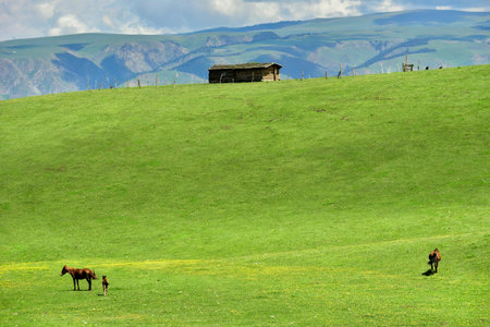 Qiongkushtai in Xinjiang, a small Kazakh village which has a vast grassland and leisurely horses and sheep.の写真素材