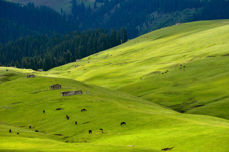 Qiongkushtai in Xinjiang, a small Kazakh village which has a vast grassland and leisurely horses and sheep.の写真素材