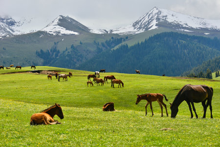 Qiongkushtai in Xinjiang, a small Kazakh village which has a vast grassland and leisurely horses and sheep.の写真素材