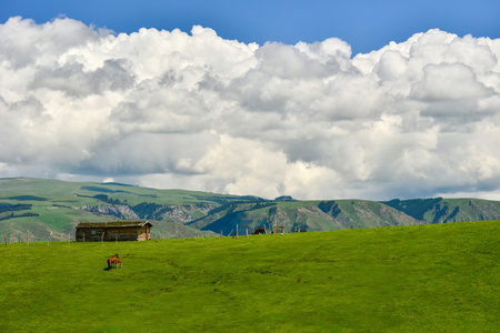 Qiongkushtai in Xinjiang, a small Kazakh village which has a vast grassland and leisurely horses and sheep.の写真素材