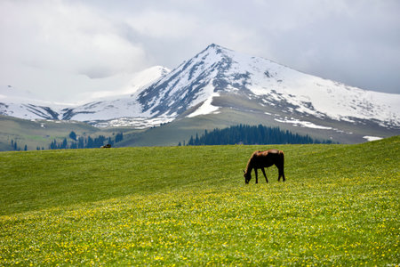Qiongkushtai in Xinjiang, a small Kazakh village which has a vast grassland and leisurely horses and sheep.の写真素材