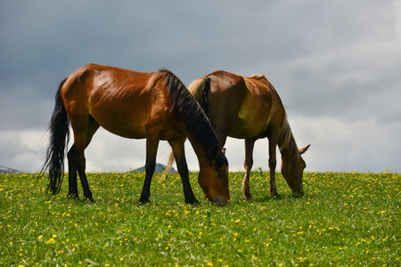 Qiongkushtai in Xinjiang, a small Kazakh village which has a vast grassland and leisurely horses and sheep.の写真素材